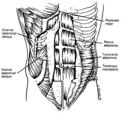 abdominal muscle anatomy