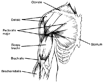 The arms consist of three main