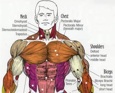 Chest work out routine. Chest muscle building exercises.