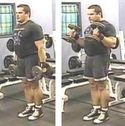 bicep dumbell hammer curls